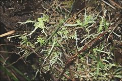 Cladonia corniculata