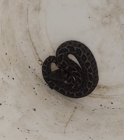 Mexican Pygmy Rattlesnake