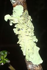 Flavoparmelia rutidota