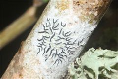 Halegrapha mucronata