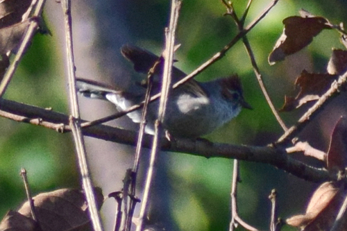 Yuhina castaniceps observed 2026-05-09