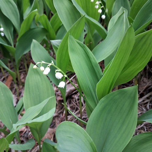 European lily of the valley