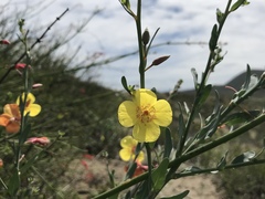Eulobus crassifolius