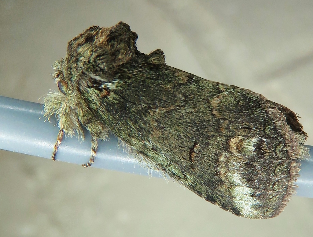 Rifargia subrotata