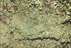 Neophyllis melacarpa