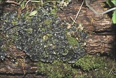 Peltigera dolichorhiza