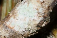 Pertusaria pertractata