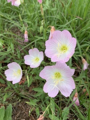Oenothera speciosa