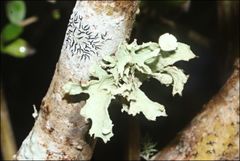 Ramalina inflata