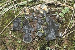 Peltigera dolichorhiza