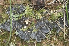 Peltigera dolichorhiza