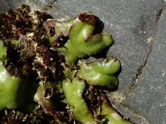 Marchantia foliacea