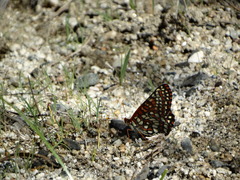 Euphydryas chalcedona hennei