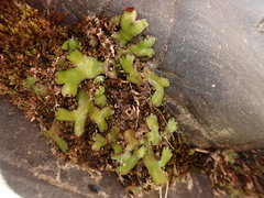 Marchantia foliacea