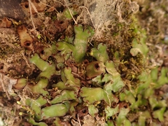 Marchantia foliacea