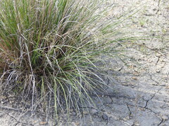 Muhlenbergia reverchonii, photograph (c) saltyhiker, some rights reserved (CC BY)