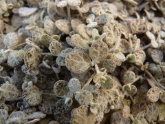 Atriplex buchananii
