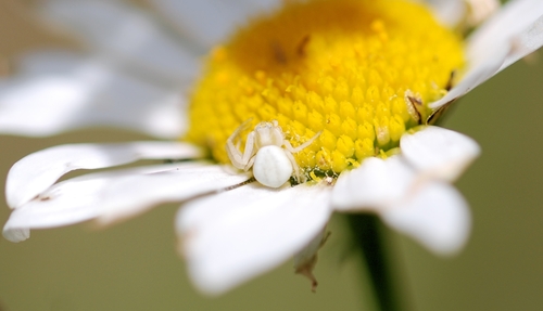 Goldenrod Crab Spider