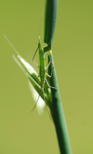 Megaloceroea recticornis