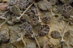 Atriplex buchananii