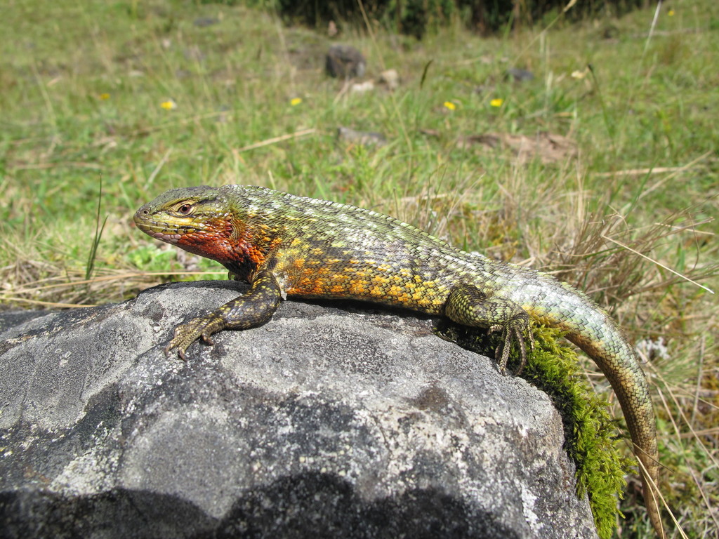 Peracca's Whorltail Iguana
