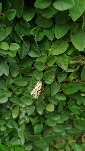 Hieroglyphic Moth