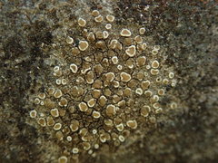 Myriolecis semipallida