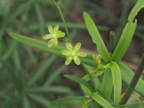 Herreria stellata, photograph 1