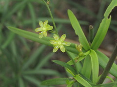 Herreria stellata, photograph (c) Bruno Avilez, some rights reserved (CC BY)