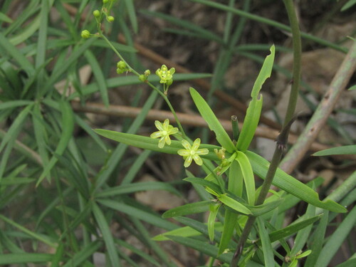 Herreria stellata, photograph 2