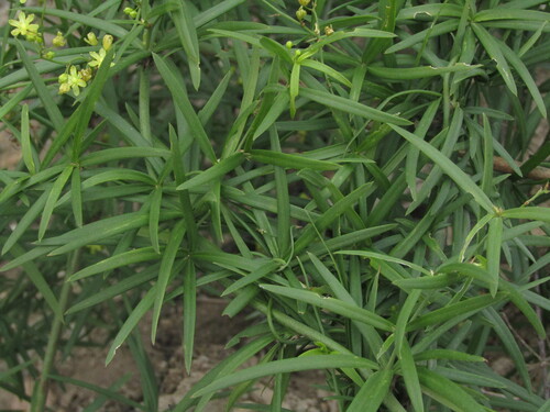 Herreria stellata, photograph 5