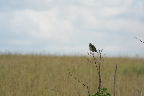 iNaturalist image