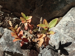 Epilobium glabellum