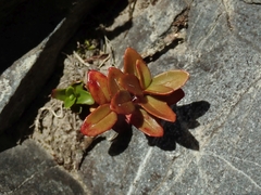 Epilobium glabellum