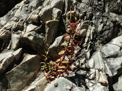 Epilobium glabellum