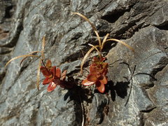 Epilobium glabellum