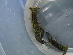 Procambarus versutus