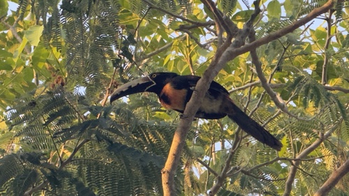 Collared Aracari