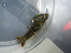 Procambarus versutus