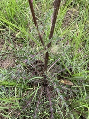 Cirsium horridulum
