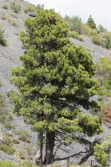 Austrocedrus chilensis