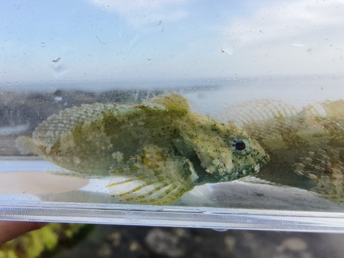 Slender fringed sculpin (Porocottus leptosomus) — Cottidae
