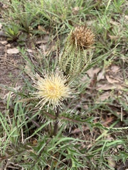 Cirsium horridulum