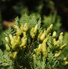 Austrocedrus chilensis