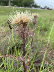 Cirsium horridulum