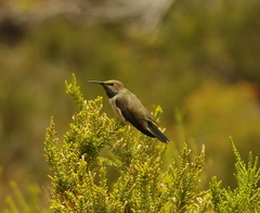 Oreotrochilus leucopleurus