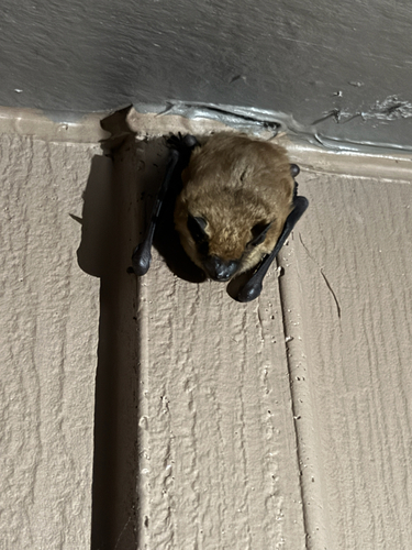 Big Brown Bat photographed in Washington