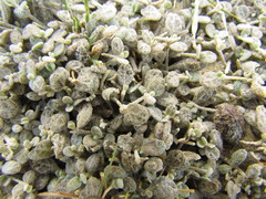 Atriplex buchananii