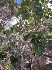 Ficus abutilifolia, photograph author not stated, no rights reserved