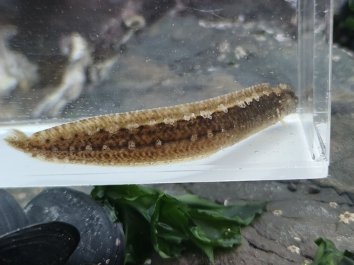 Spiny cockscomb (Alectrias benjamini) — Stichaeidae